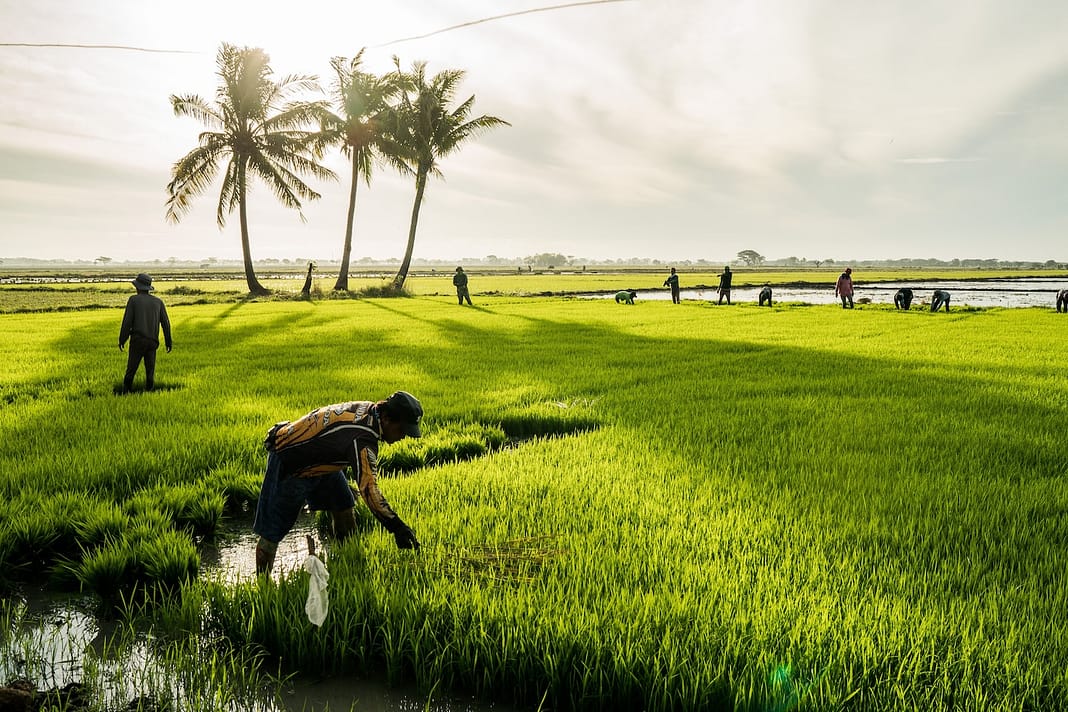 The Philippines needs rice — but young people don’t want to farm it ...